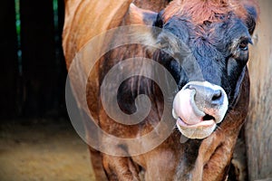 A cow with her Ã¢â¬â¹Ã¢â¬â¹tongue out photo